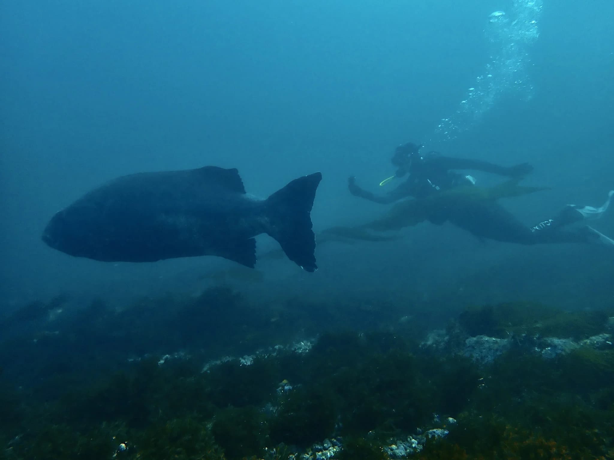 George holding a giant sea bass